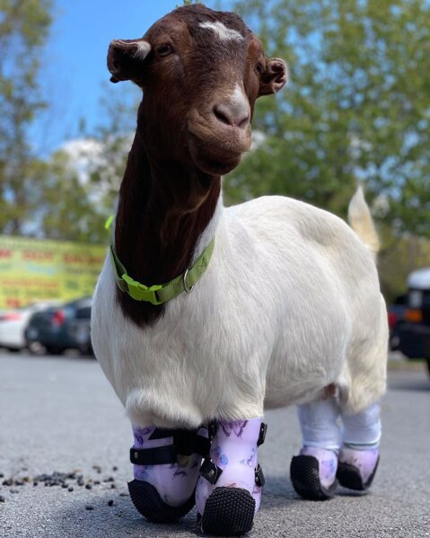 Goat ignored since birth is given 4 new legs and a new life AP News